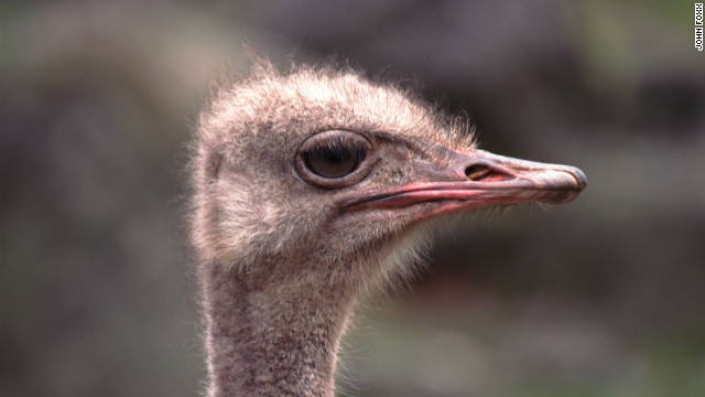 120116082017-ostrich-story-top.jpg