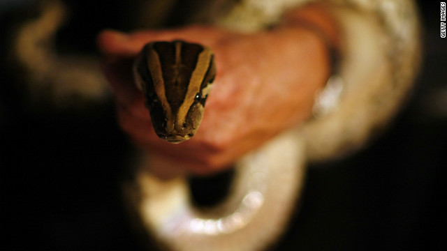 Overheard on CNN.com: Readers' solutions for Florida's wild python problems