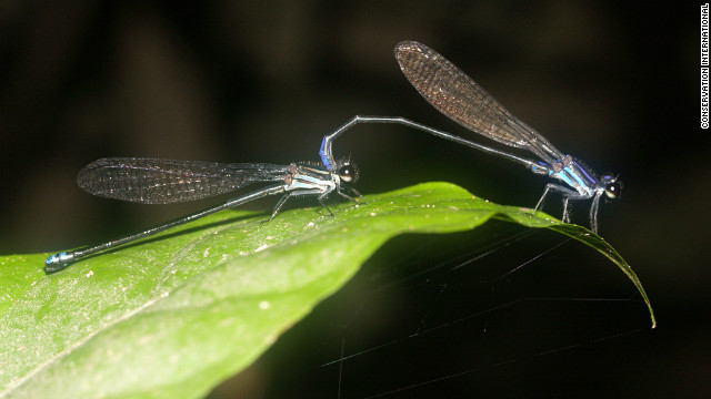 <br/>A new species of damselfly found on a research expedition to southwest Suriname breeds in forest swamps and its adults perch on rocks, logs, and twigs close to water's surface.