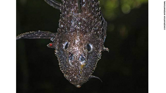 <br/>The "Armored Catfish" was discovered in Suriname's Sipaliwini River. It is thought to be a new species. 