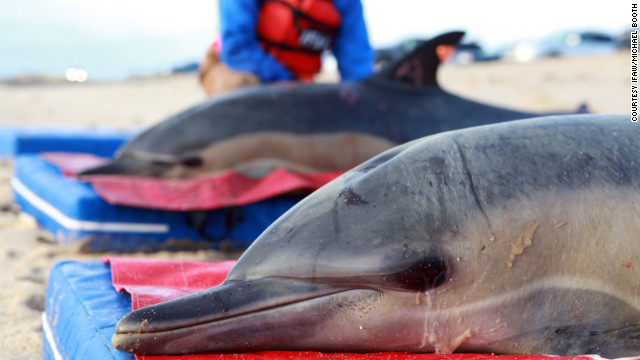 La muerte misteriosa de 81 delfines en costas de EE.UU. desconcierta a los científicos