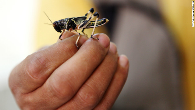 La ONU sugiere comer insectos para luchar contra el hambre