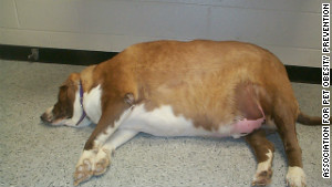 About 41 million dogs are overweight. 