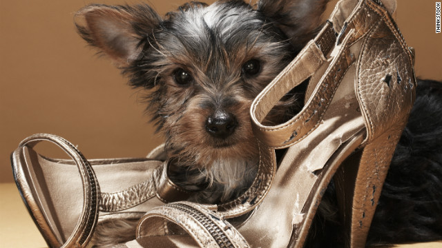 Keep your dog divided from your boots if they're disposed to nipping upon them.