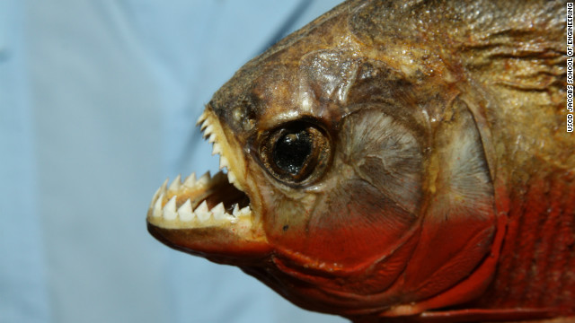 Joel Rakower pleaded guilty Wednesday to smuggling nearly 40,000 piranhas into the United States.