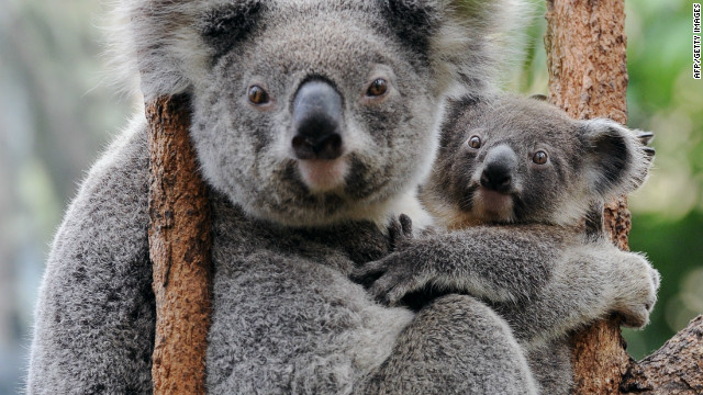 <br/>This is the familiar image of koalas presented to tourists. This pair lives at Wild Life Sydney and spend much of their day quietly munching leaves.