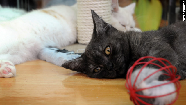 El excremento de gato provoca cadenas de infección en animales y humanos