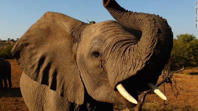 Confirman matanza de 300 elefantes en Camerún por traficantes de marfil