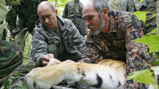 Assisted by a Russian scientist, Putin fixes a satellite transmitter to a tiger during his visit to the Ussuriysky forest reserve of the Russian Academy of Sciences in the Far East on August 31, 2008.