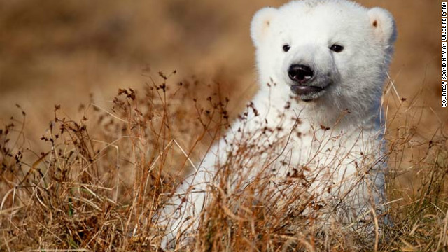 Polar bear cub going live to save sea ice