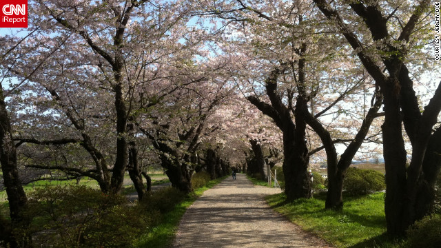 <br/>Jeremy Doe, a high-school English teacher living in Kitakami City, took this photo of cherry blossoms to symbolize rebirth. "One year later, we are still dealing with this ... but we are still living," he said.