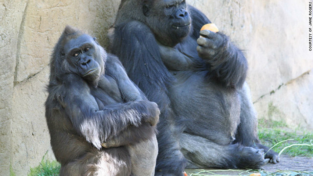 First gorilla genome map offers clues to human evolution