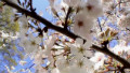 High pollen counts causing allergies 