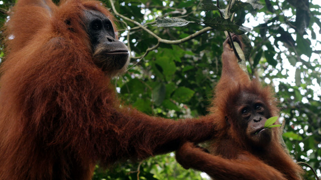 Los ecoturistas son una fuente de estrés para los orangutanes