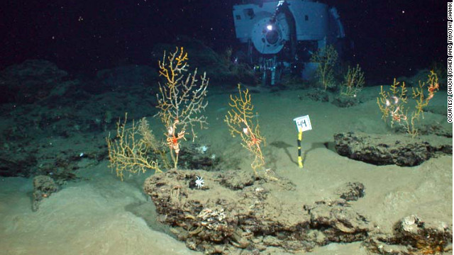 Científicos hallan corales dañados por derrame de petróleo en el Golfo de México