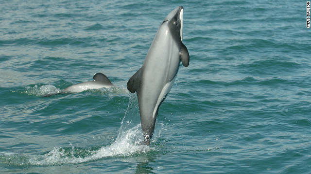 Un santuario marino contribuye a la supervivencia de los delfines