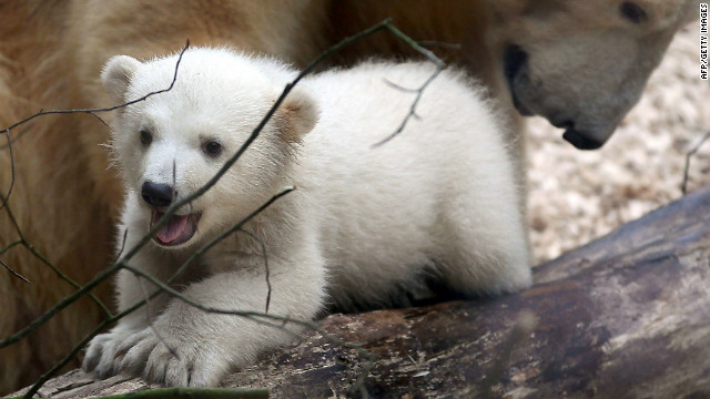 Mexicanos ayudan descubrir la historia detrás del genoma del oso polar