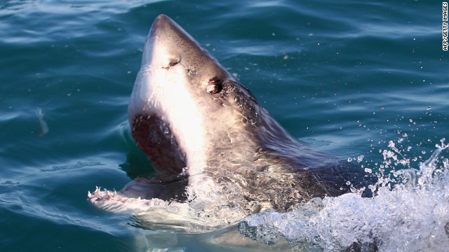  A file photo of a great white shark in Shark Alley near Dyer Island in Gansbaai, South Africa on July 8, 2010.