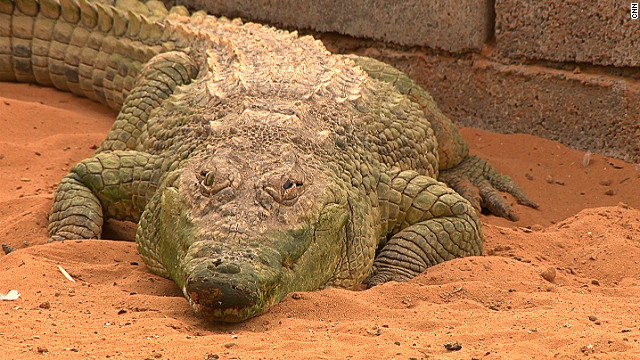 An endangered Nile crocodile in Ras Al Khaimah Wildlife Park. A baby crocodile can be bought illegally in animals markets for as little as $150, according to Ali.