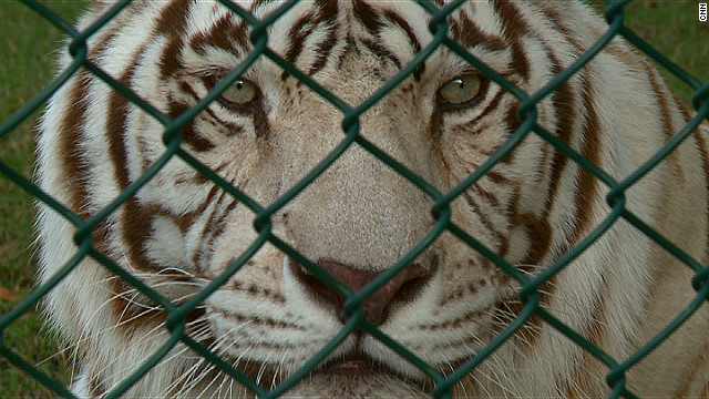 A rescued white tiger at the Abu Dhabi Wildlife Center.