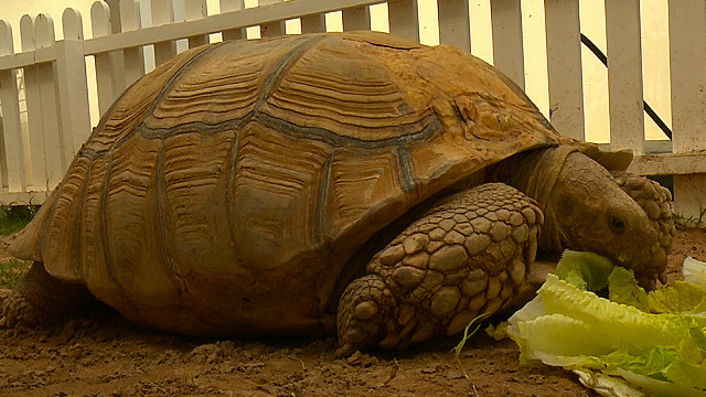 A 75-year-old tortoise at Dubai Animal Rescue Center. Founder Ayesha Kelaif says these tortoises live to 150, so she says you have to plan ahead when you buy an animal.