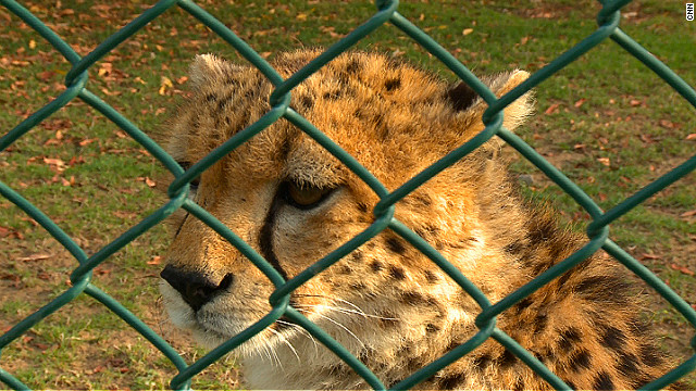 Cheetahs, the fastest animals on land, are popular status symbol pets. One YouTube video shows a cheetah being lead around on a leash indoors. 