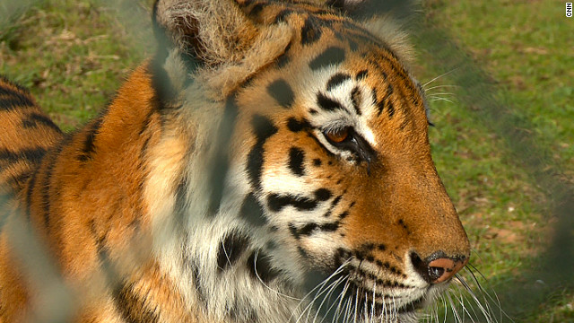 A Siberian tiger at Abu Dhabi Wildlife Center. Ninety percent of the center's animals are rescued. 