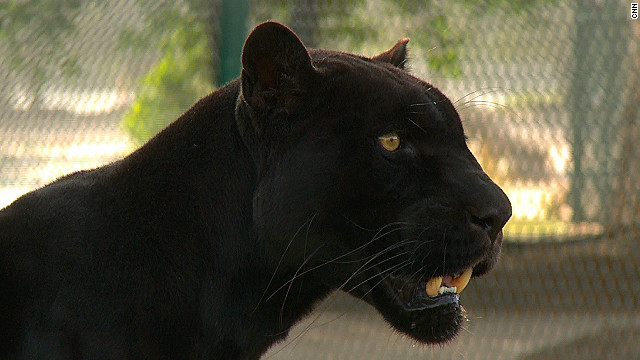 A black jaguar at Abu Dhabi Wildlife Center, where most confiscated pets are looked after.