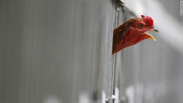Arsenic in chicken, or just feathers?