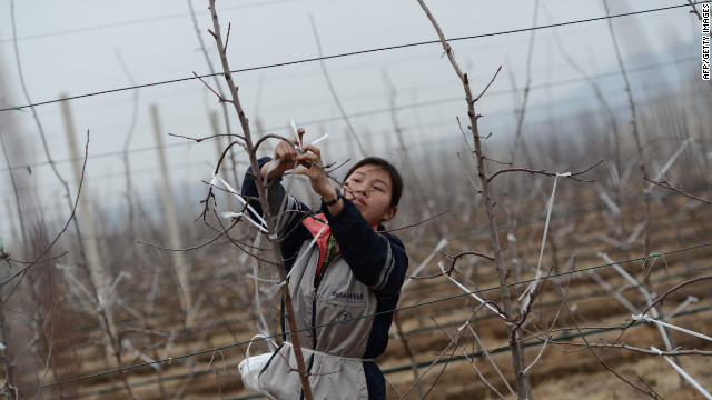 A woman ties the branches of apple trees on a farm near Pyongyang on Tuesday, April 10. 