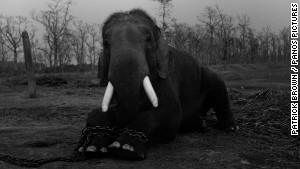 Trafficking endangered animals in Asia