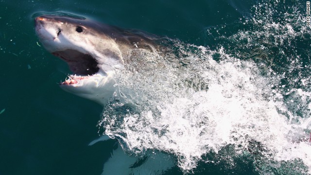 Un gran tiburón blanco mata a campeón sudafricano de deporte acuático