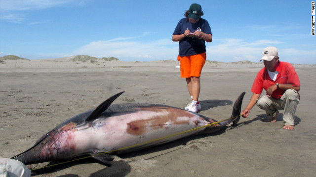 Experts measure a dead dolphin on the northern coast of Peru, some 750 km north of Lima, on April 11. 