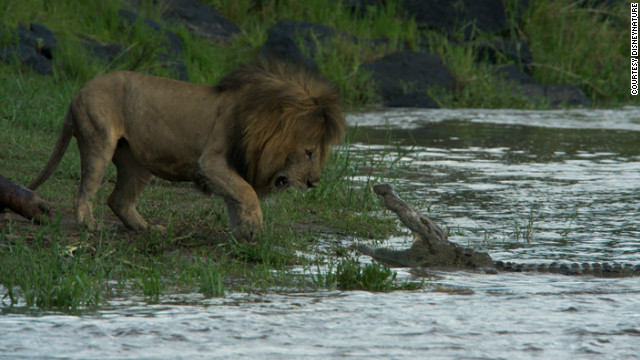 Crocodile Killing Lion