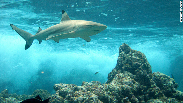 Se extingue la población de tiburones de arrecife en el Pacífico