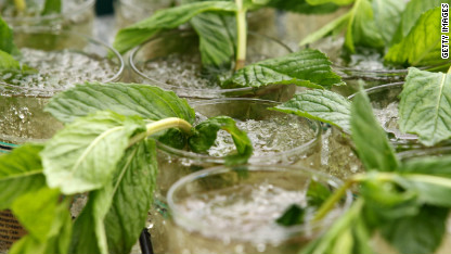 mint julep