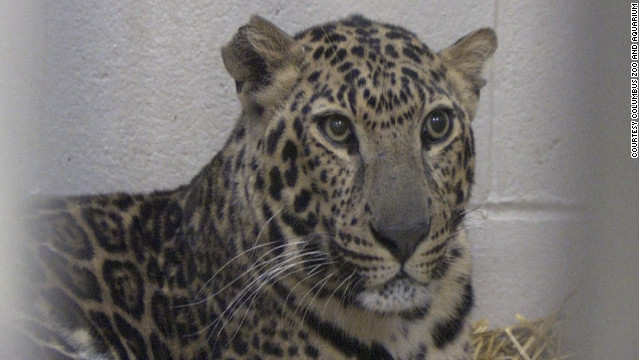 Widow of man who freed exotic animals to survivors back