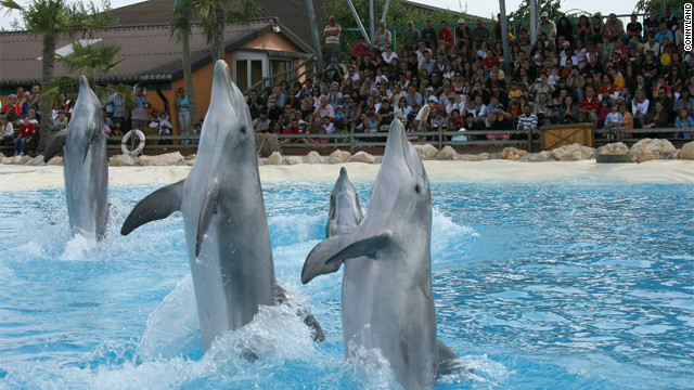Report: Dolphins died of drug overdose after rave