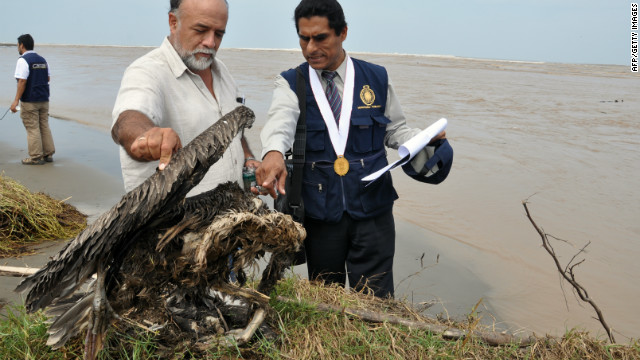 Encuentran 2.300 aves muertas a lo largo de las costas de Chile