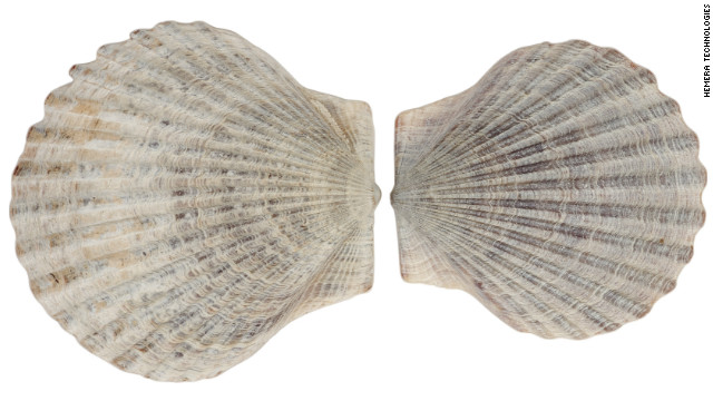 National coquilles St. Jacques Day