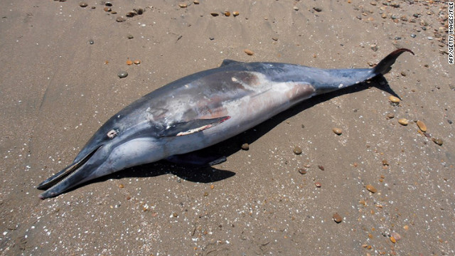 Muerte de delfines en Perú fue por "causas naturales", según funcionario
