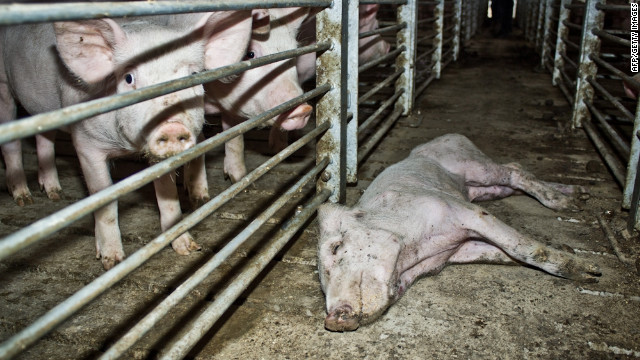 Medio millón de cerdos pueden ser sacrificados por una disputa en Chile