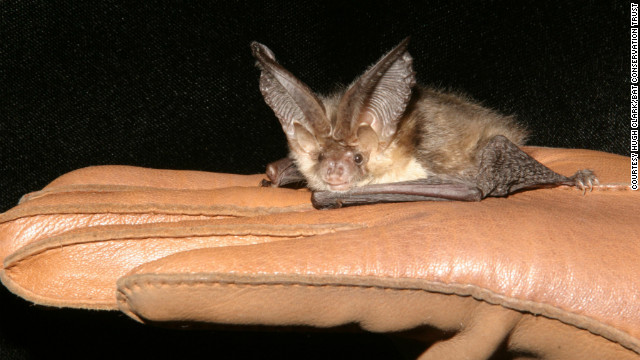 A brown long-eared bat is one of the species the Bat Conservation Trust is looking to protect by encouraging architects to build new homes with bats in mind. 