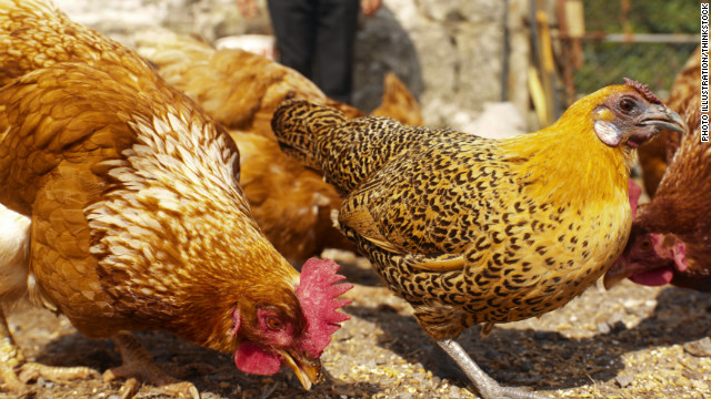 CDC: Salmonella outbreak tied to live poultry