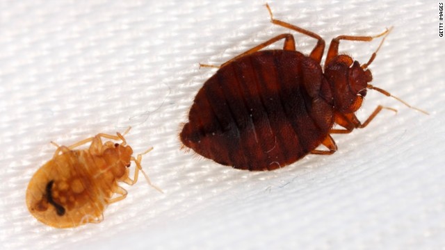 Bed Bug Chart