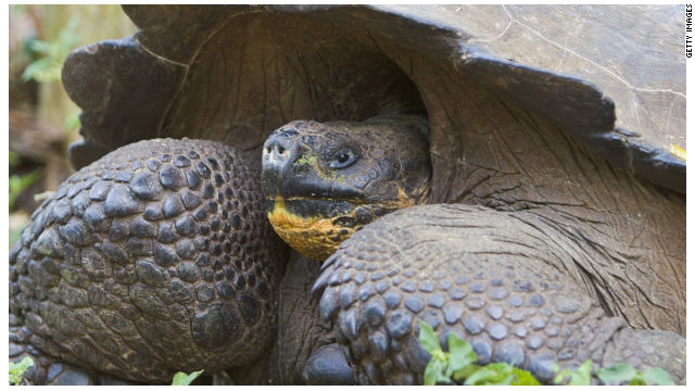 Zoológico brinda "terapia" de pareja a tortugas en crisis sentimental
