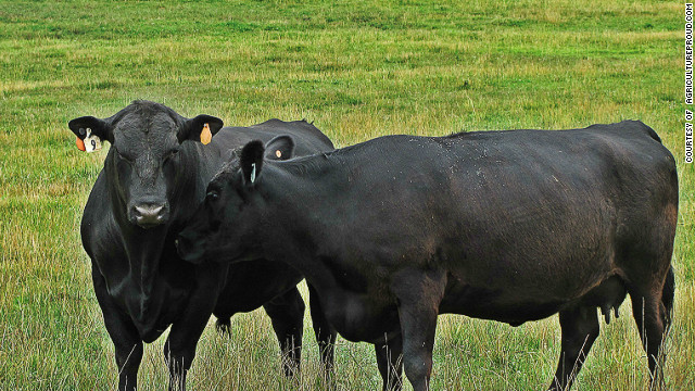 No bull - what a farmer wants you to know about how beef gets to your plate