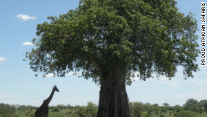 Tarangire National Park is famous for its baobab trees.