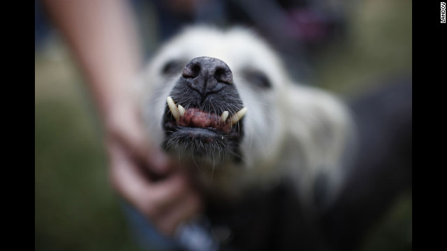 Creature, a Mexican hairless dog, displays his teeth.