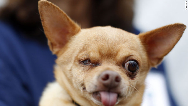 Mouse, a 6-year-old Chihuahua, shows off.